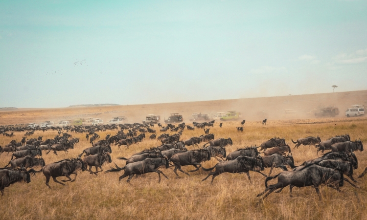 Recap of 7 Days Tanzania big five safari and Wildebeest migration safari that Joys did with us in July last year 